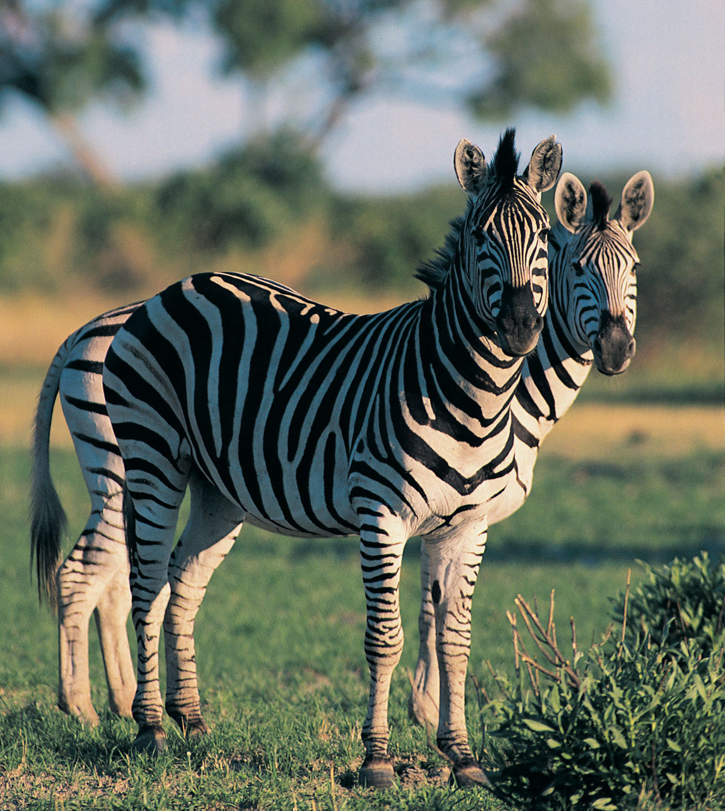 Two zebras beside each other in a plain of green grass