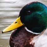 Mallard Duck