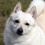 Schipperke