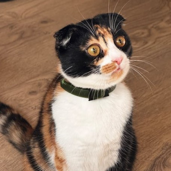 Cailco Scottish Fold